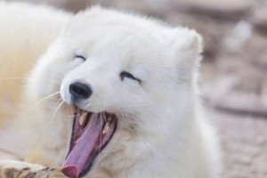 蓝狐
