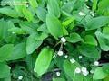 毛茛泽泻属