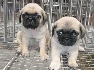 巴哥犬