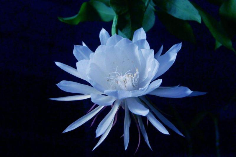 昙花 仙人掌科昙花属植物 搜狗百科 昙花 仙人掌科昙花属植物 搜狗百科