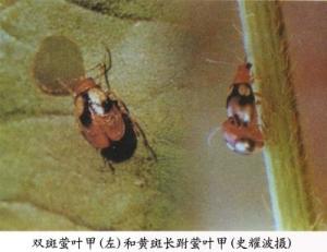 双斑萤叶甲和黄斑长跗萤叶甲
