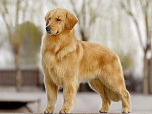 金毛寻回猎犬