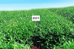 成片的碧香早茶园