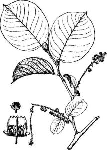 圆叶珍珠花图册