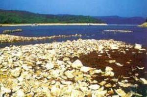上林湖越窑青瓷遗址
