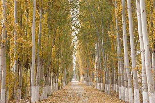 白杨树 杨柳科杨属植物 搜狗百科