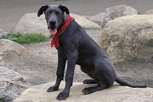 大丹犬 犬科犬属动物 搜狗百科