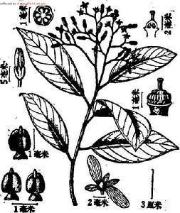 闵集乡青梅