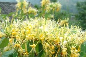山银花