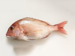 鲷鱼