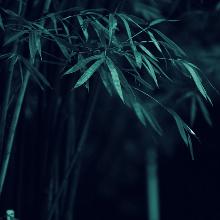 灰竹