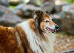苏格兰牧羊犬