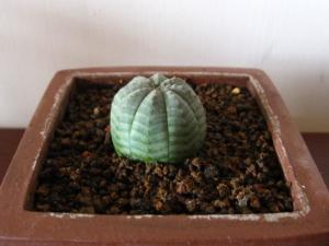 各种布纹球
