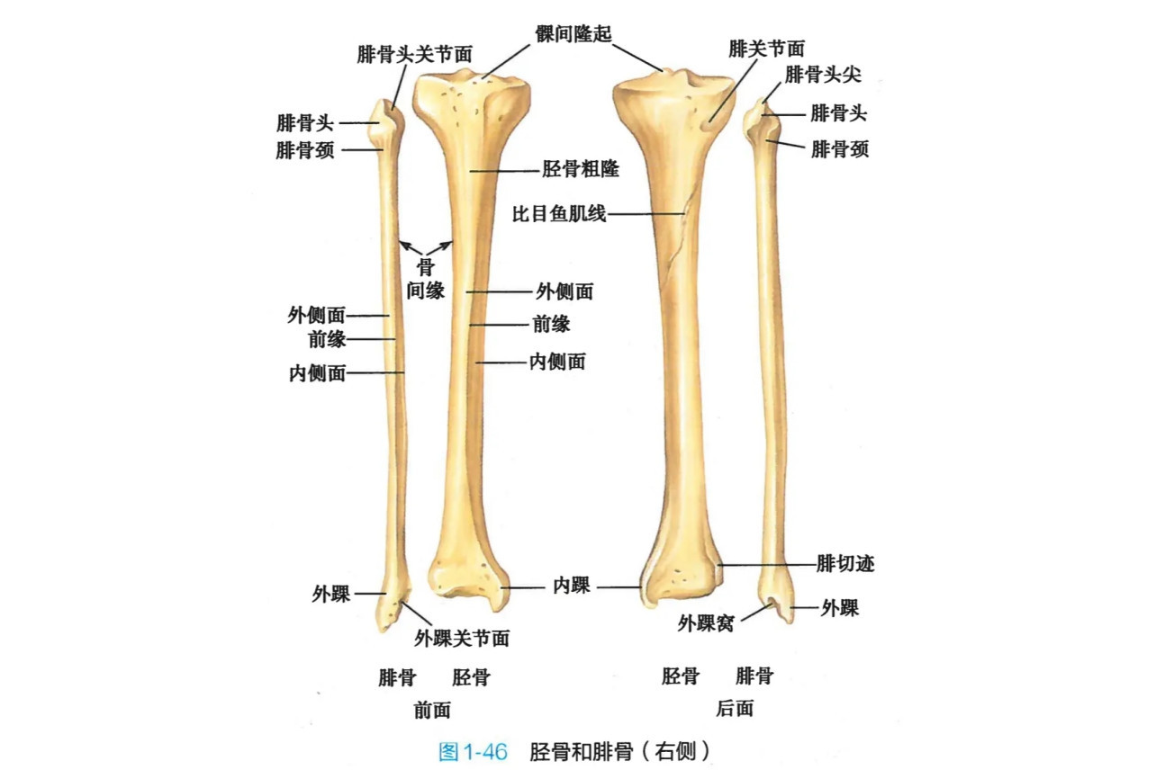 腓骨 人体骨骼 搜狗百科