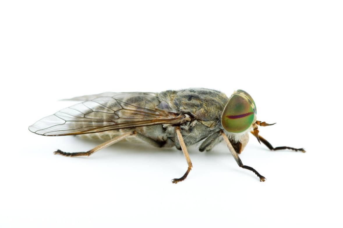 虻 双翅目虻科动物 搜狗百科