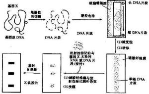 Southern印迹杂交示意图