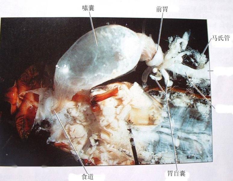 无脊椎动物 自然科学 搜狗百科 无脊椎动物 自然科学 搜狗百科