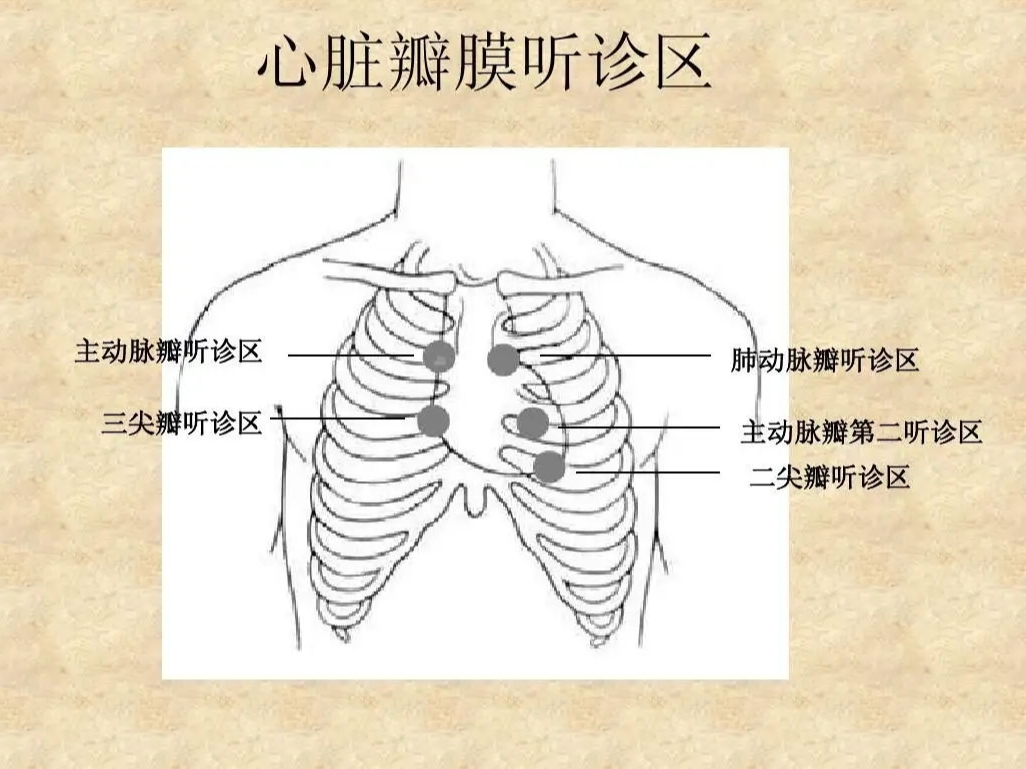 图4-1 右心房全貌-心脏外科基础图解-医学