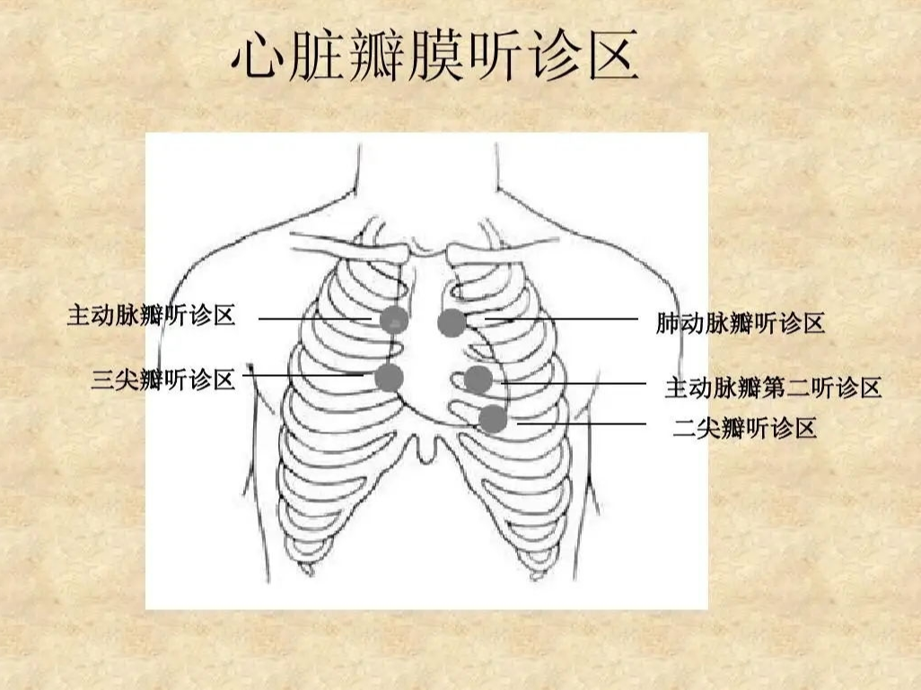 心脏听诊区