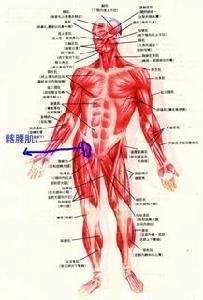 叉腰肌