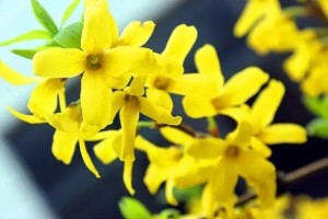 连翘花