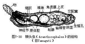 念珠棘头虫