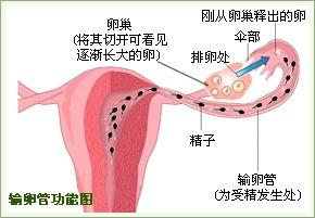 输卵管功能图