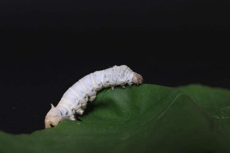 桑蚕 鳞翅目蚕蛾科动物 搜狗百科