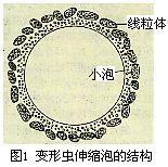 伸缩泡