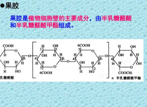 果胶(3)果胶(pectin)是植物细胞壁成分之一,存在于相邻细胞壁间的胞间