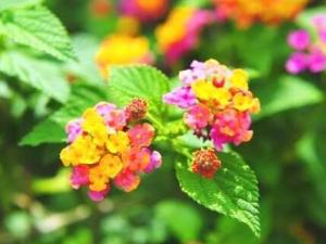 狗屎花