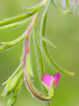 南湖柳叶菜