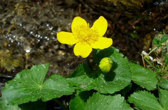 驴蹄草叶报春 搜狗百科