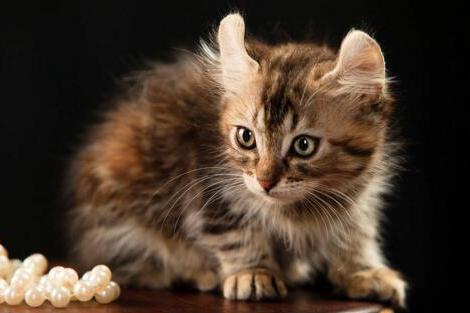 美国卷毛猫 猫科猫属动物 搜狗百科