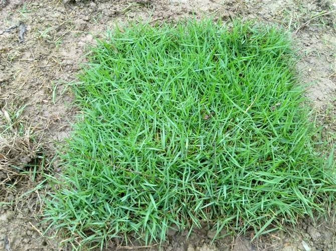 马尼拉草