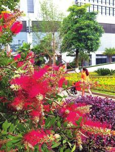 外来植物