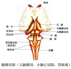 中樞神經系統