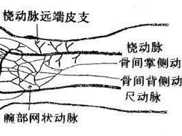 桡动脉十字定位图小儿图片