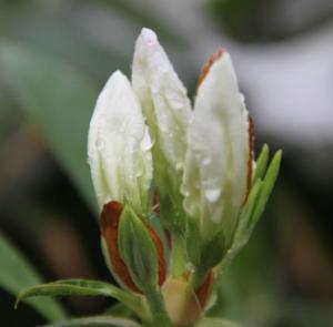 白花映山红图册