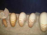 鹦鹉螺壳