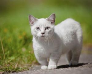曼基康矮脚猫是什么猫