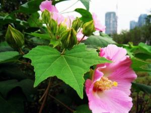 芙蓉花叶