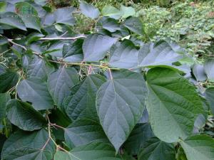 八角枫属植物