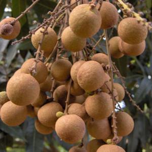 储良龙眼(图3) 储良龙眼(图3)