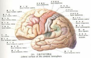 职商与大脑