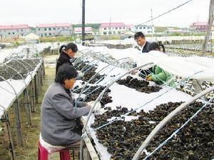 天北镇黑木耳
