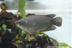 尾点非洲攀鲈（Ctenopoma kingsleyae）