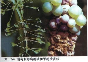 葡萄灰霉病实例