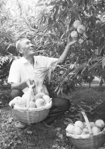 媒体采访深州蜜桃