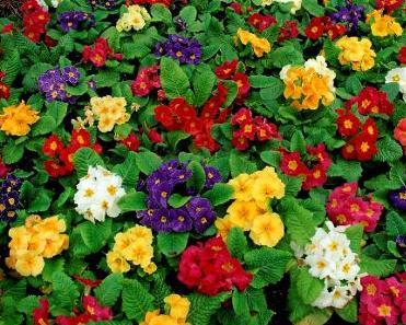 樱草花 搜狗百科